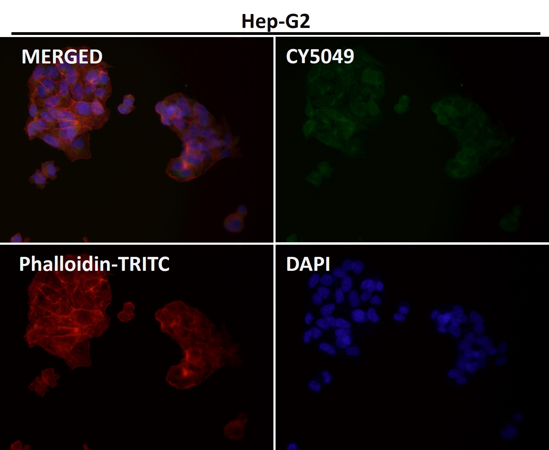 Caspase 9 Ab