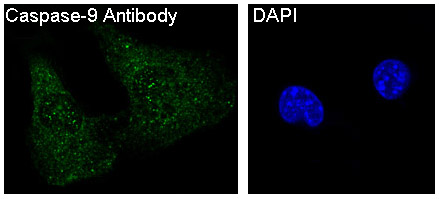 Caspase 9 Ab