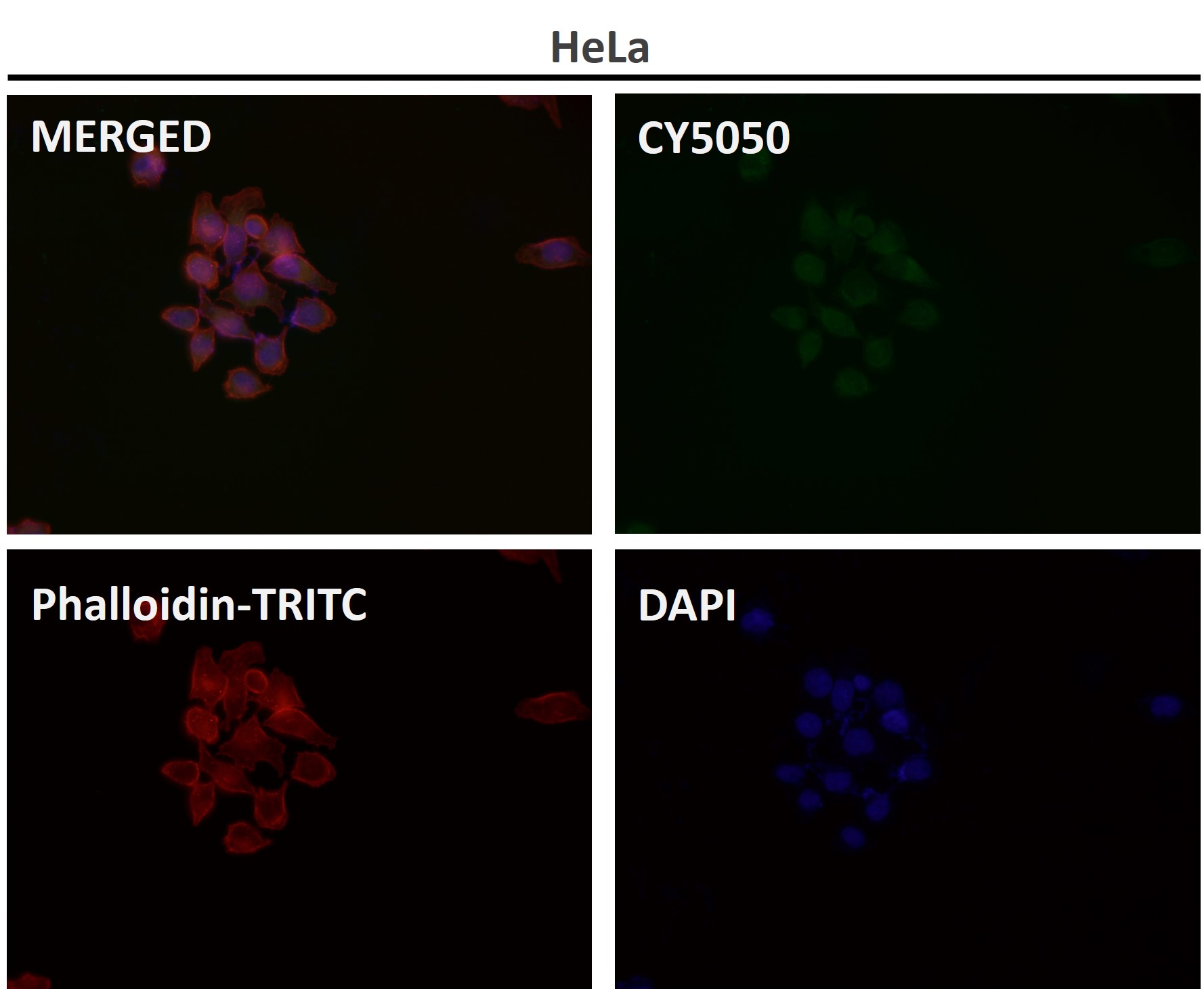 Bcl 2 L1 Ab