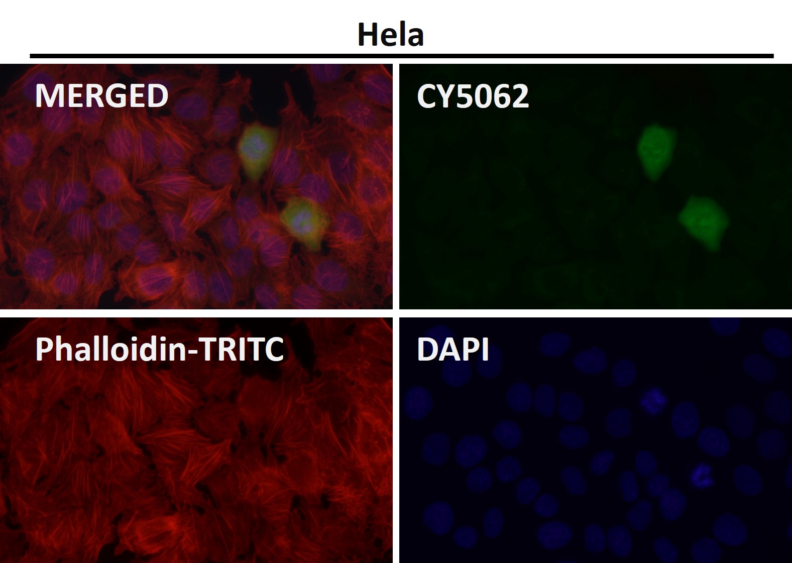 HDAC2 Ab