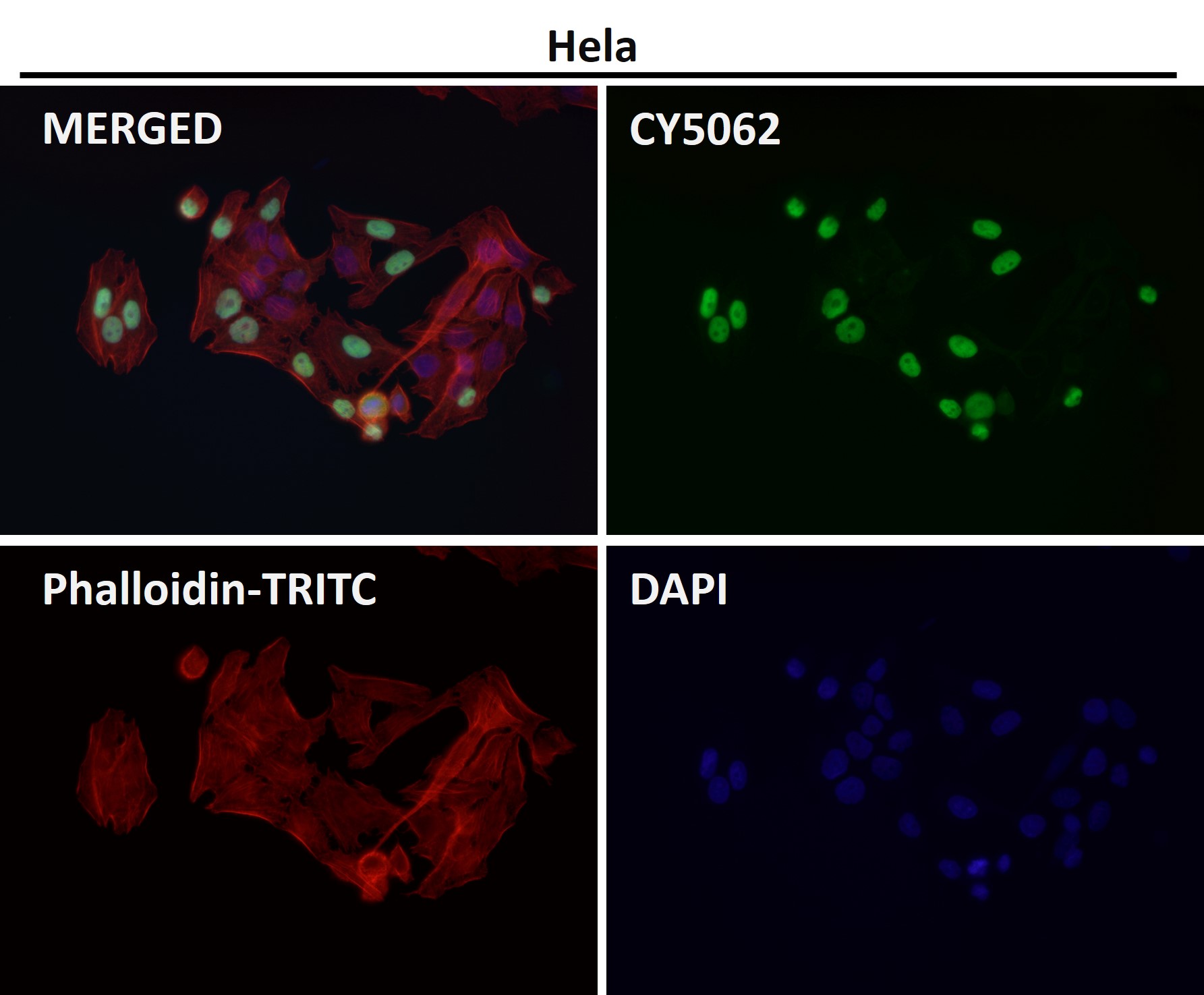 HDAC2 Ab