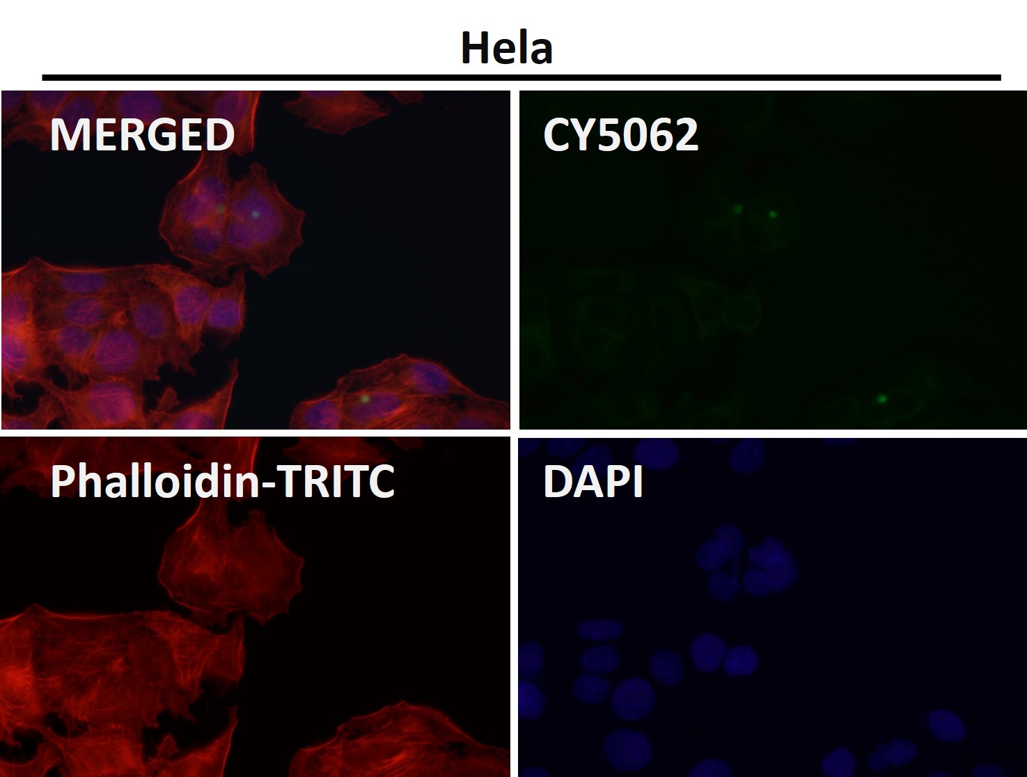 HDAC2 Ab