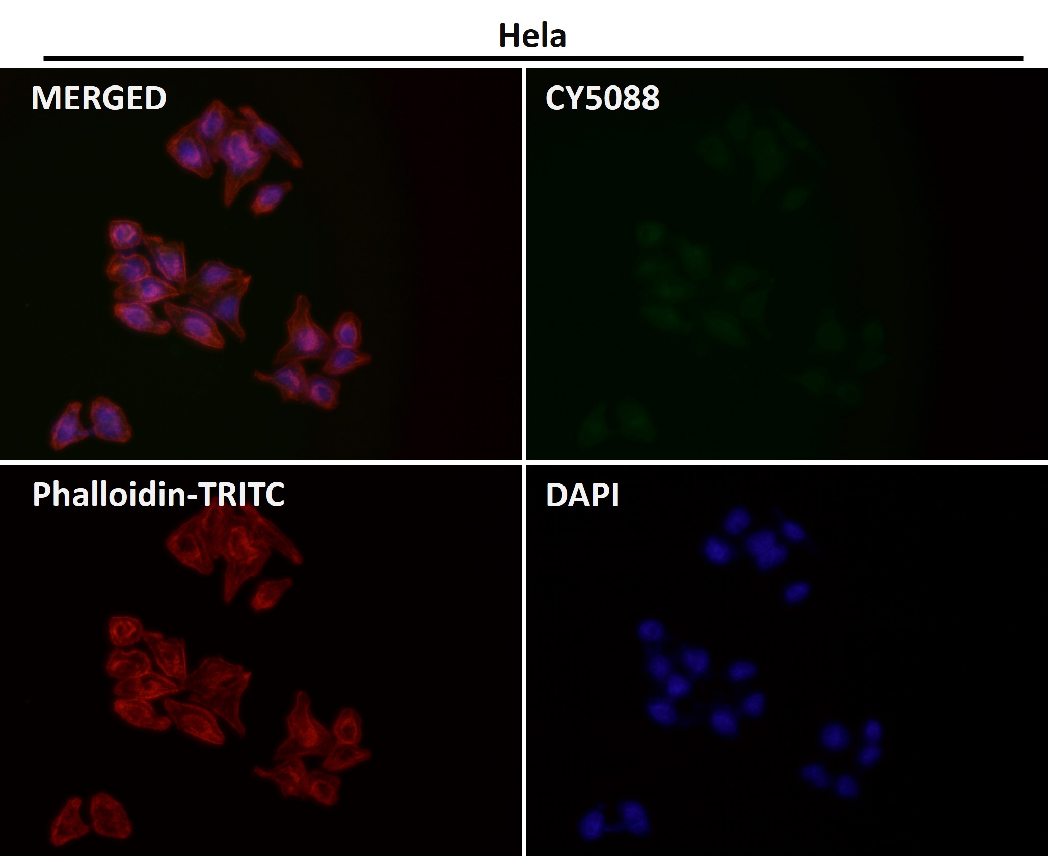 p21 CDKN1A Ab