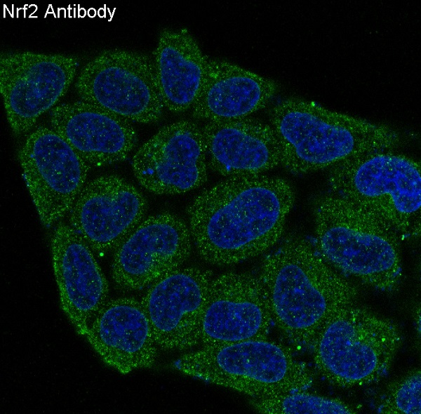 Nrf 2 Ab