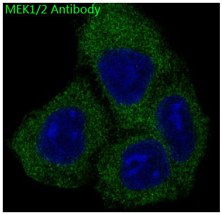 MEK1/2 Ab