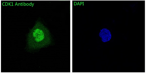 CDK1 Ab