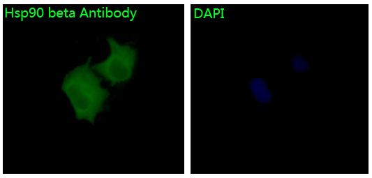 Hsp90 beta Ab