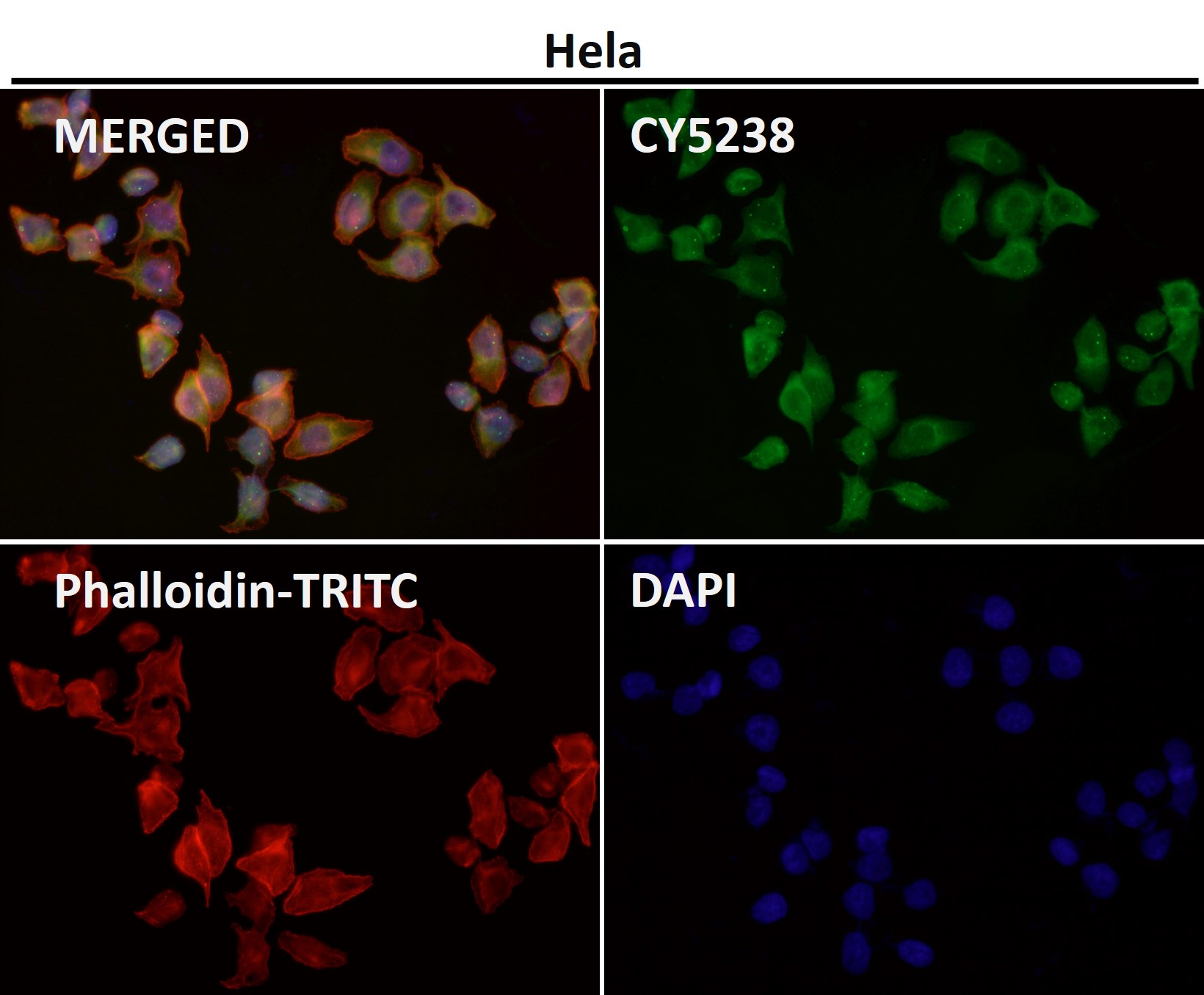 CD86 Ab