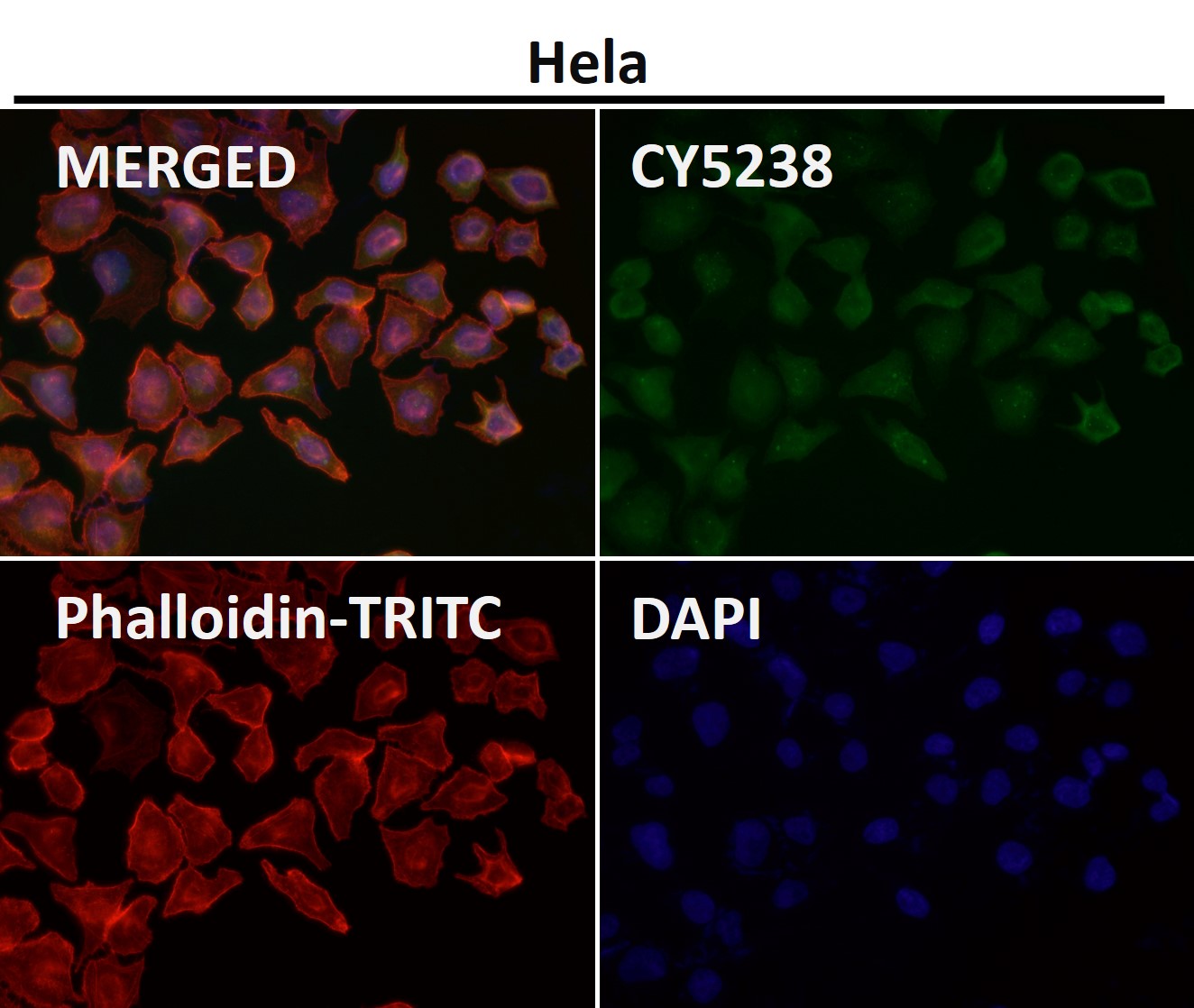 CD86 Ab