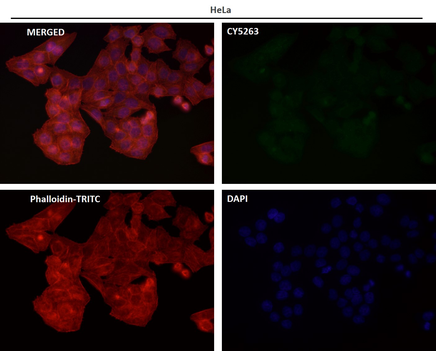 APAF 1 Ab