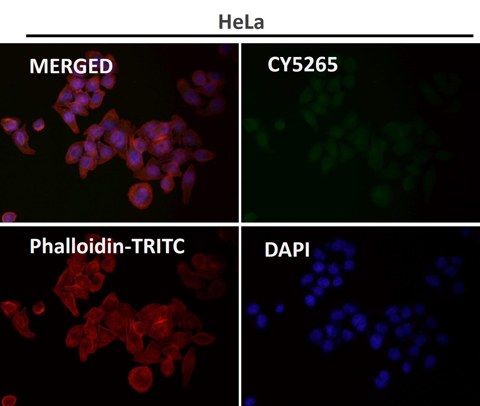 Cleaved-PARP 1 (D214) Ab