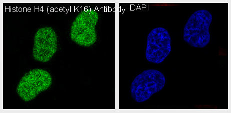 Acetyl-Histone H4 (K17) Ab