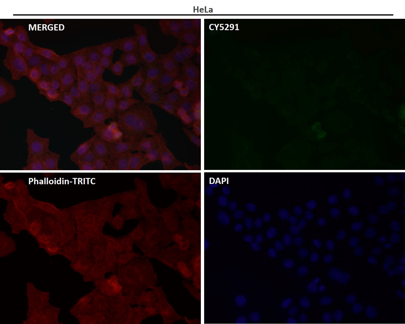 p-STAT3 (S727) Ab