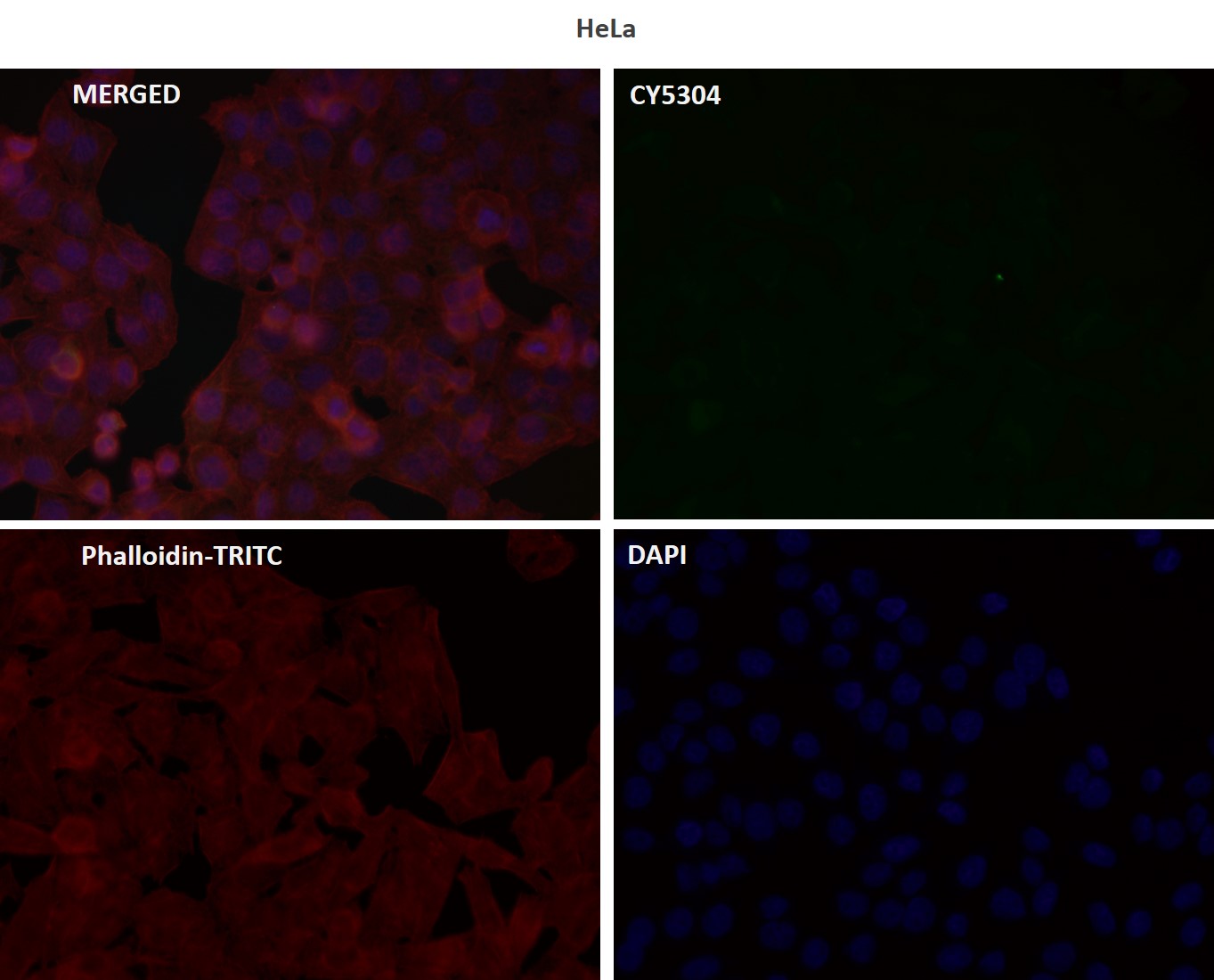 p-CDK1/2/3 (T14) Ab