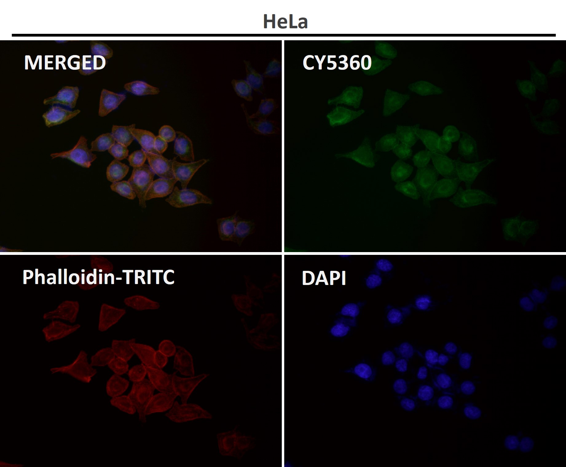 GLUT1 Ab