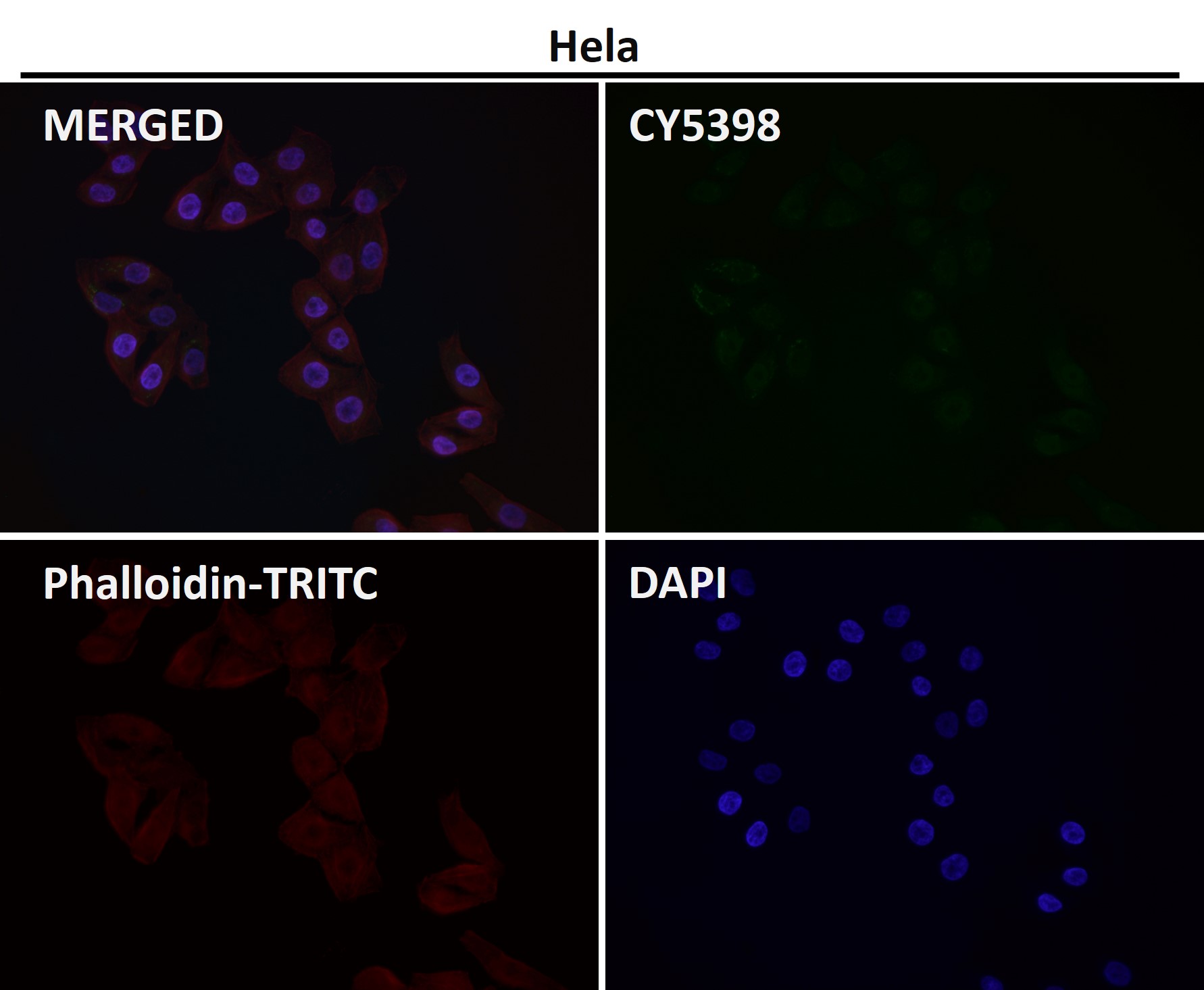 Hsp60 Ab