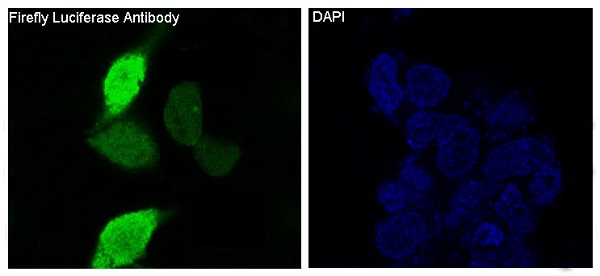 Firefly luciferase Ab