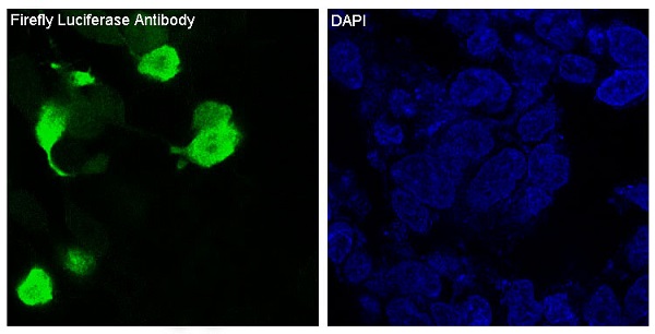 Firefly luciferase Ab