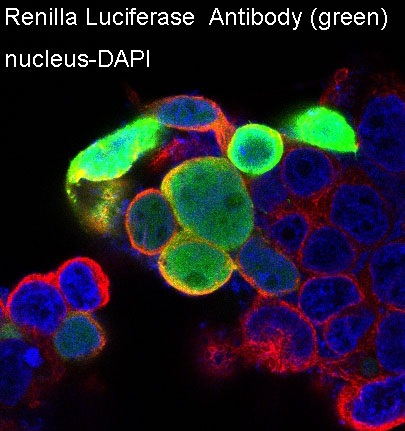 Renilla luciferase Ab