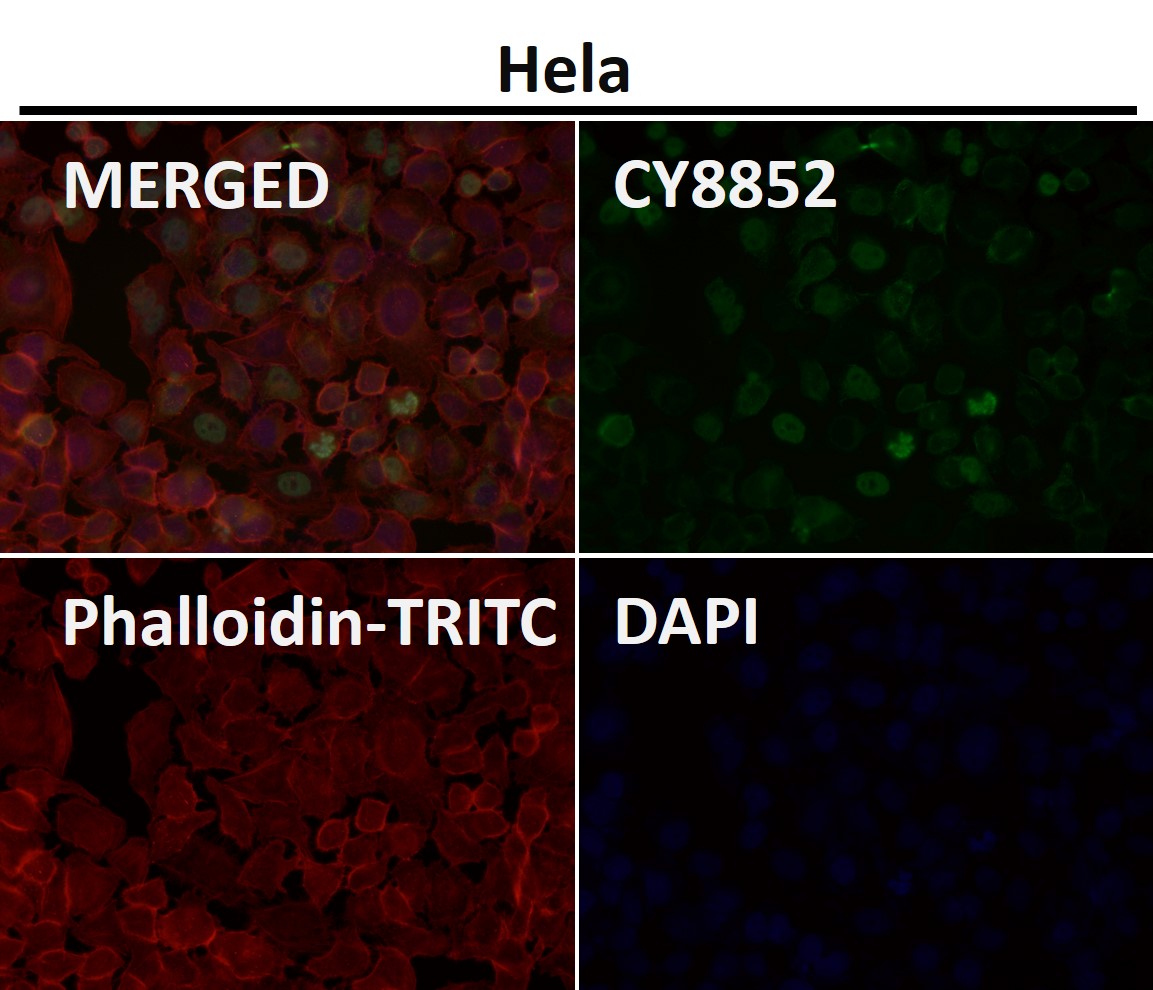 Acetyl-p53 (K370) Ab