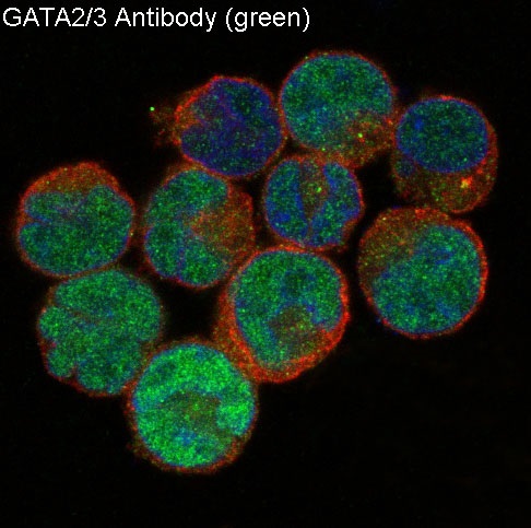GATA2/3 Ab