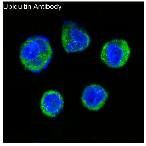 Ubiquitin Ab