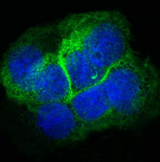 Collagen XVII alpha 1 Ab