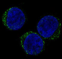 CD8 alpha Ab