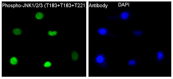 p-JNK1/2/3 (T183/T183/T221) Ab