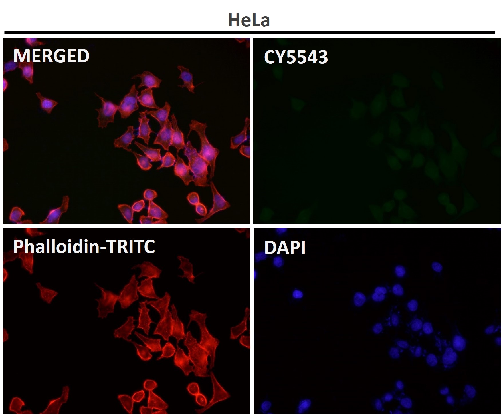 p21 CDKN1A Ab