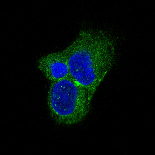 Tyrosine hydroxylase Ab