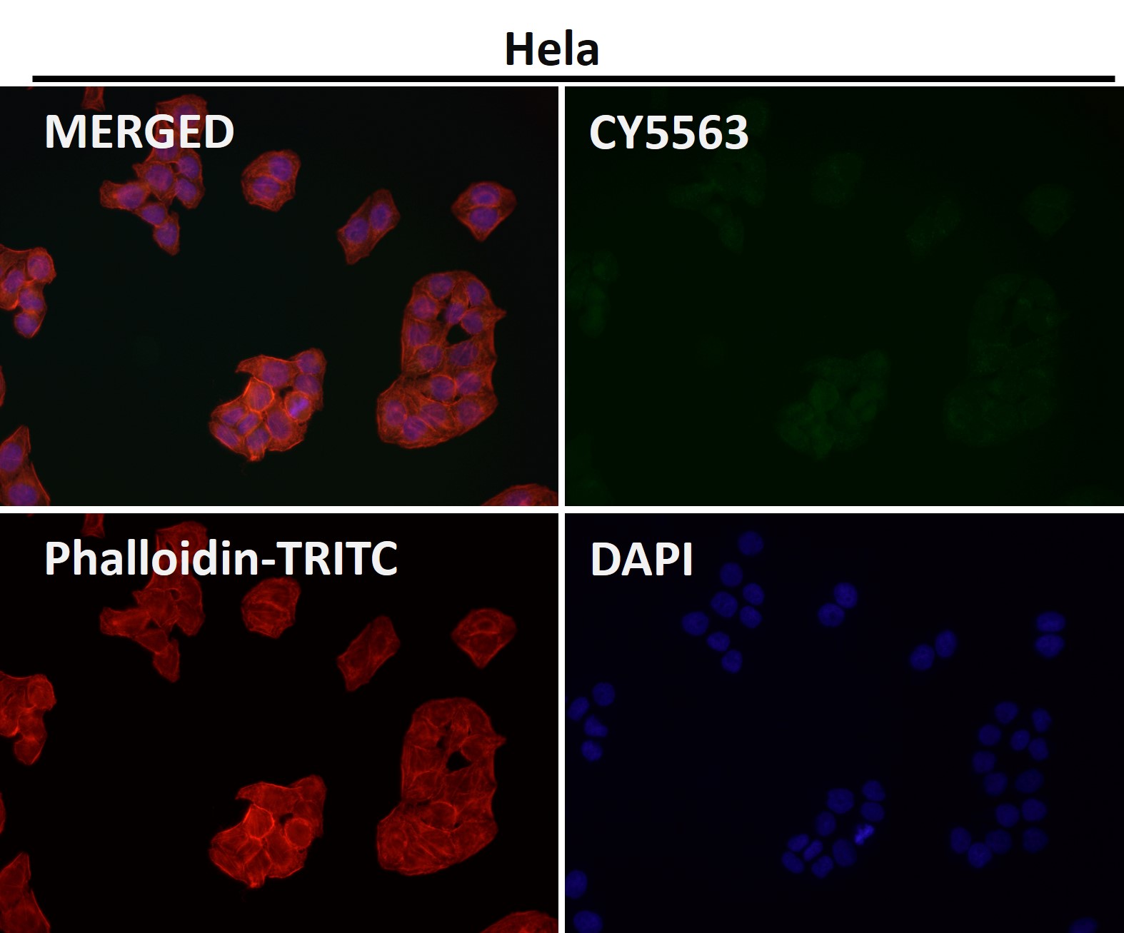 Early endosome antigen 1 Ab