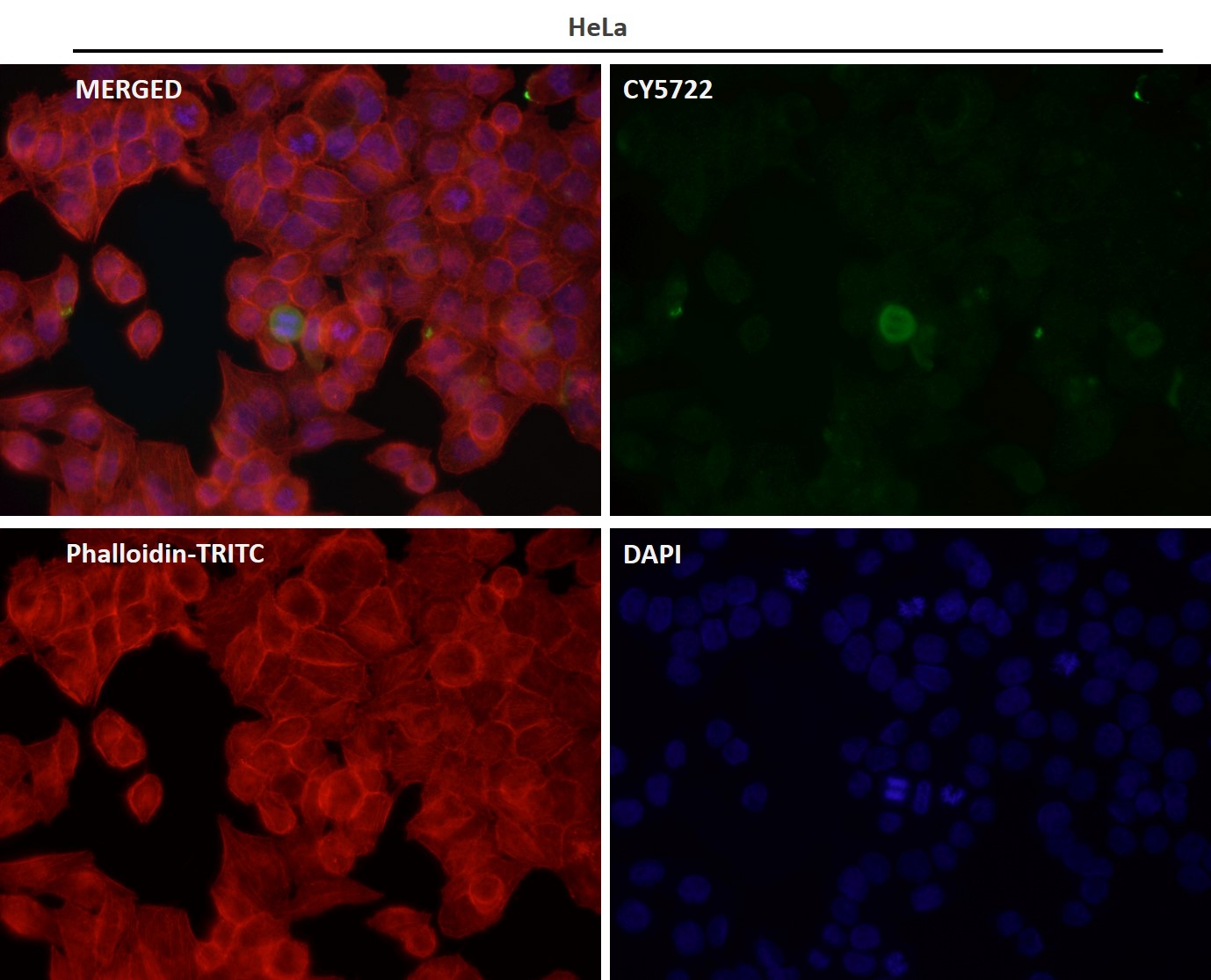 CD14 Ab