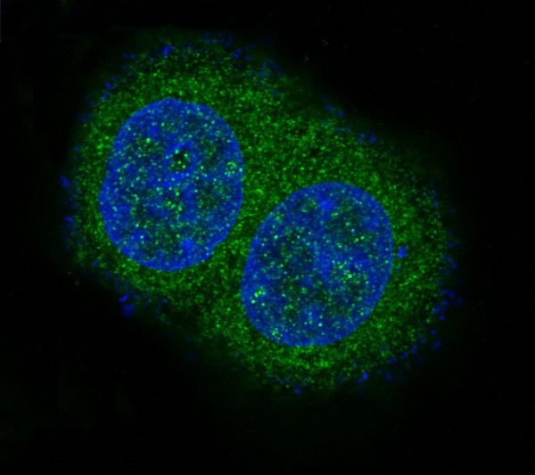 Caspase 10 Ab