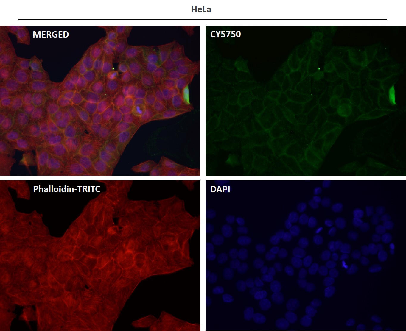 Caspase 8 Ab