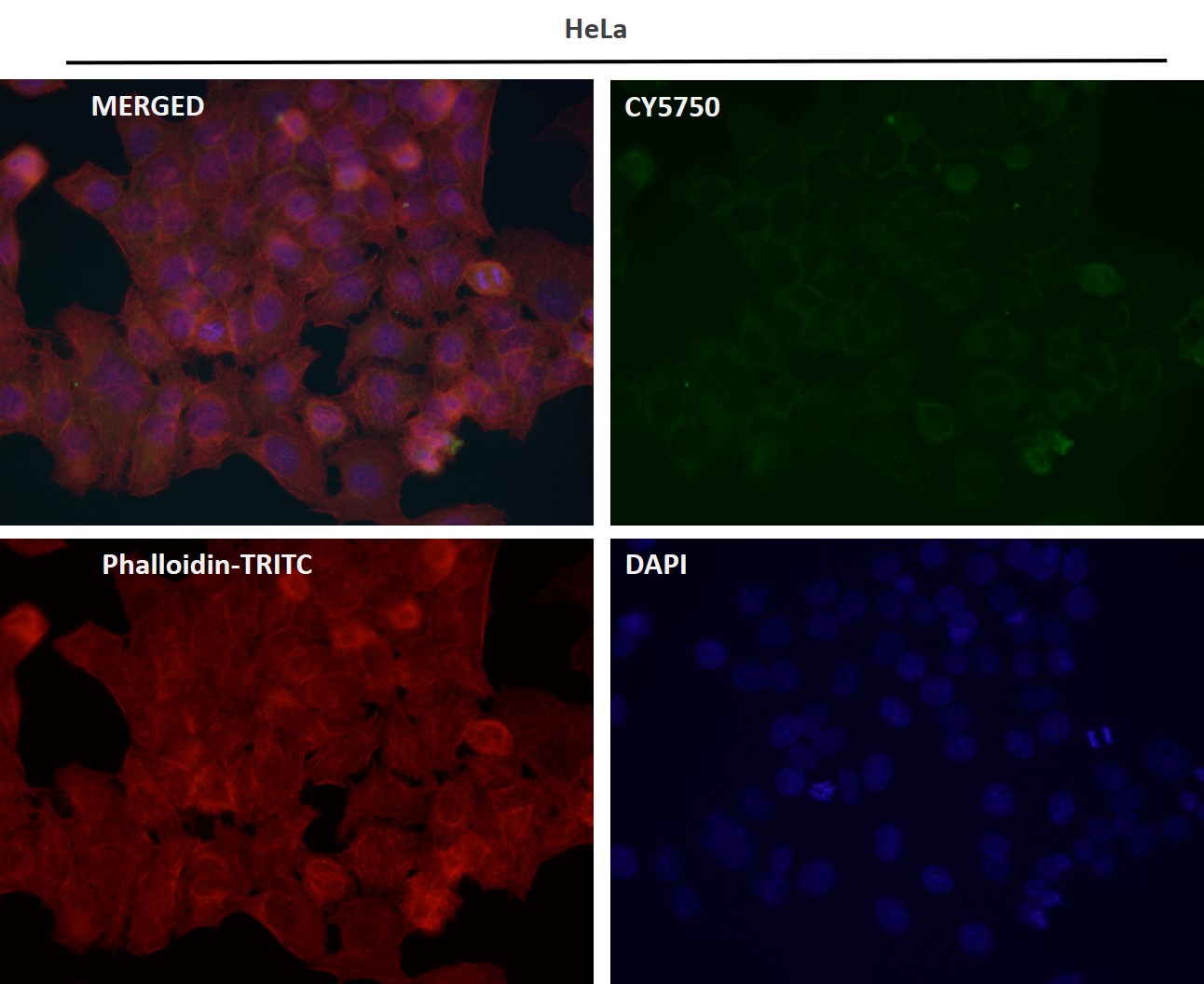 Caspase 8 Ab