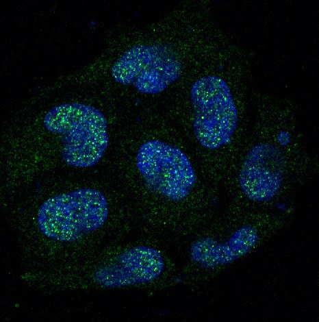 Caspase 8 Ab