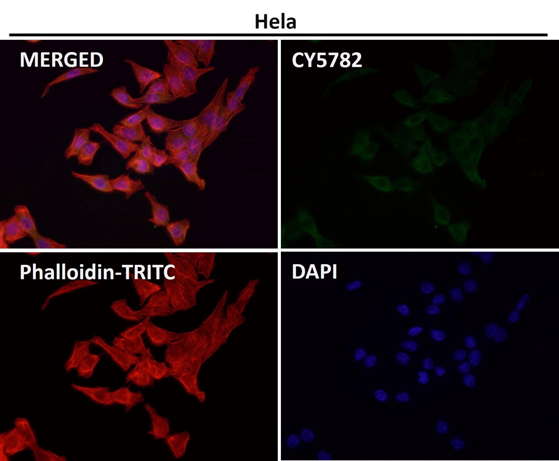 Caspase 9 Ab