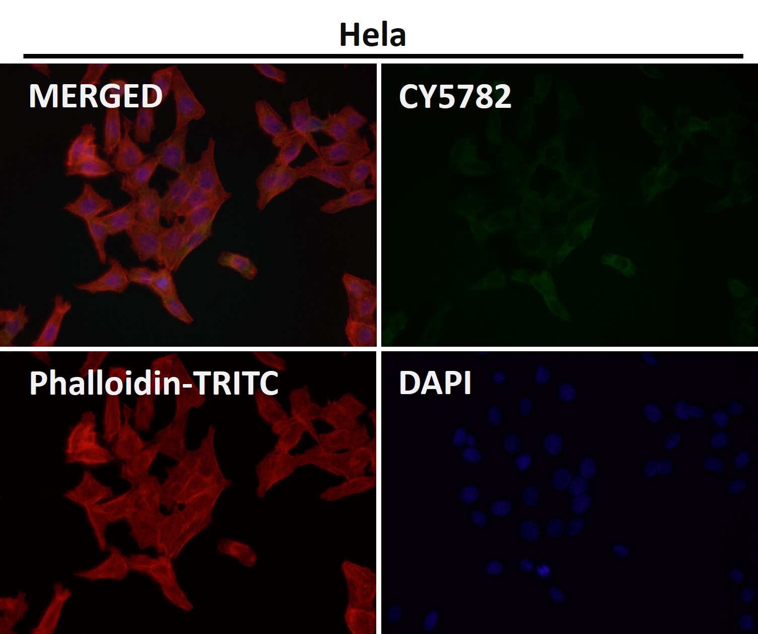 Caspase 9 Ab