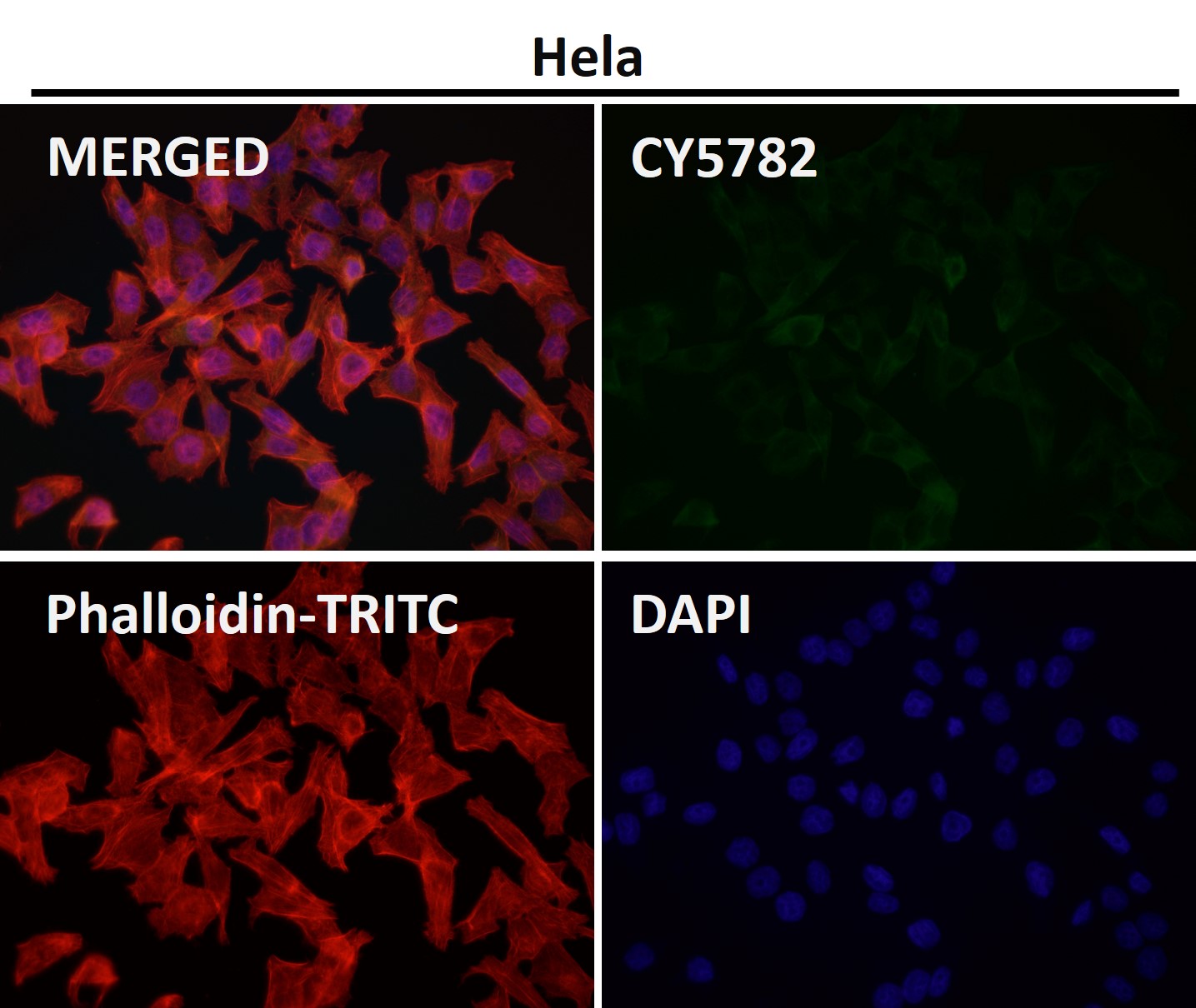 Caspase 9 Ab