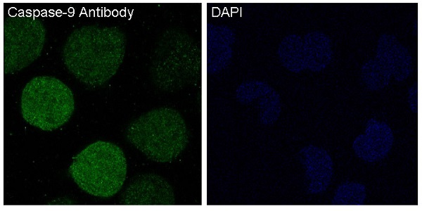 Caspase 9 Ab