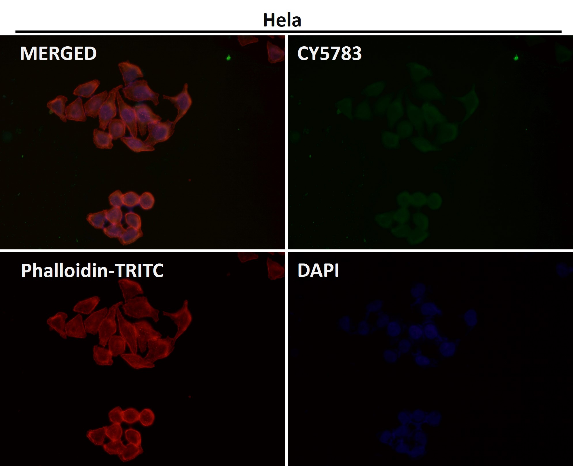 Caspase 3 Ab