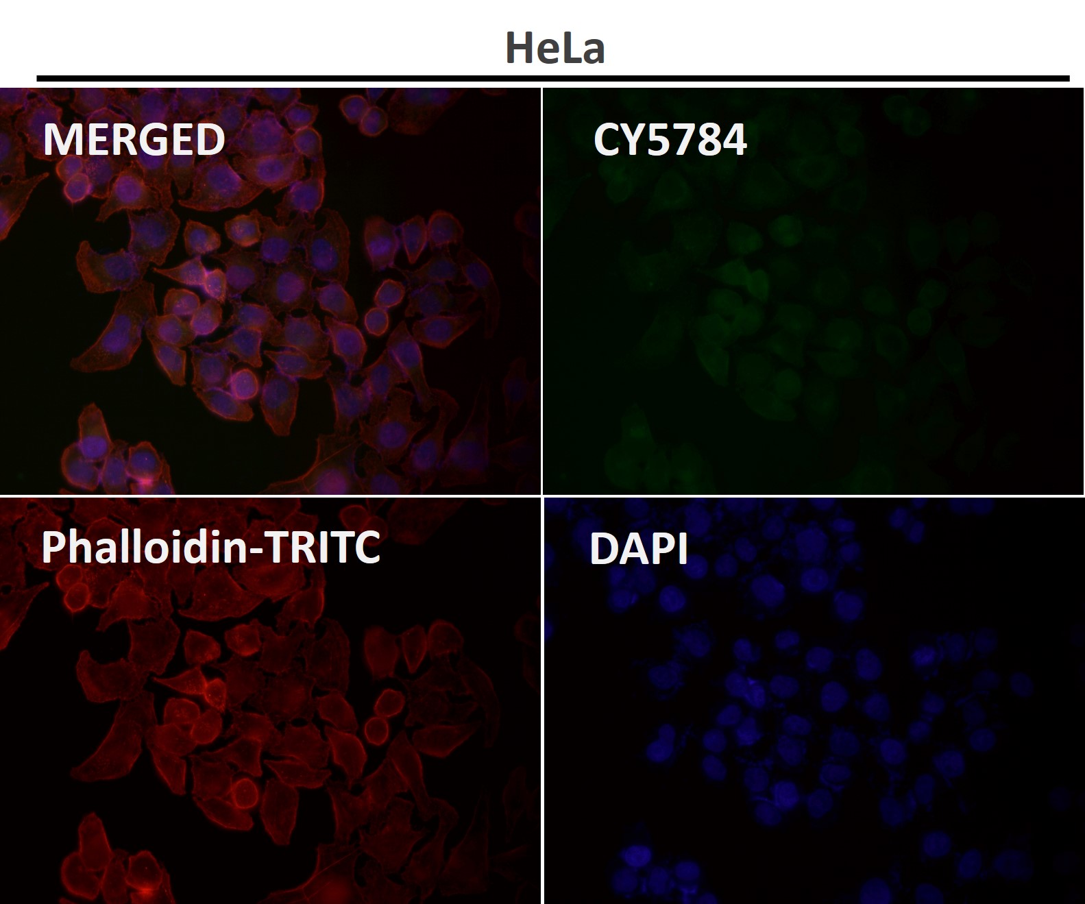 Integrin alpha 2 Ab