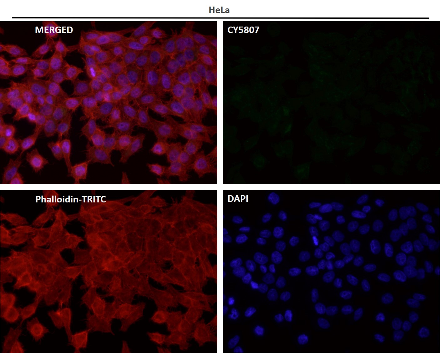 Tissue factor Ab