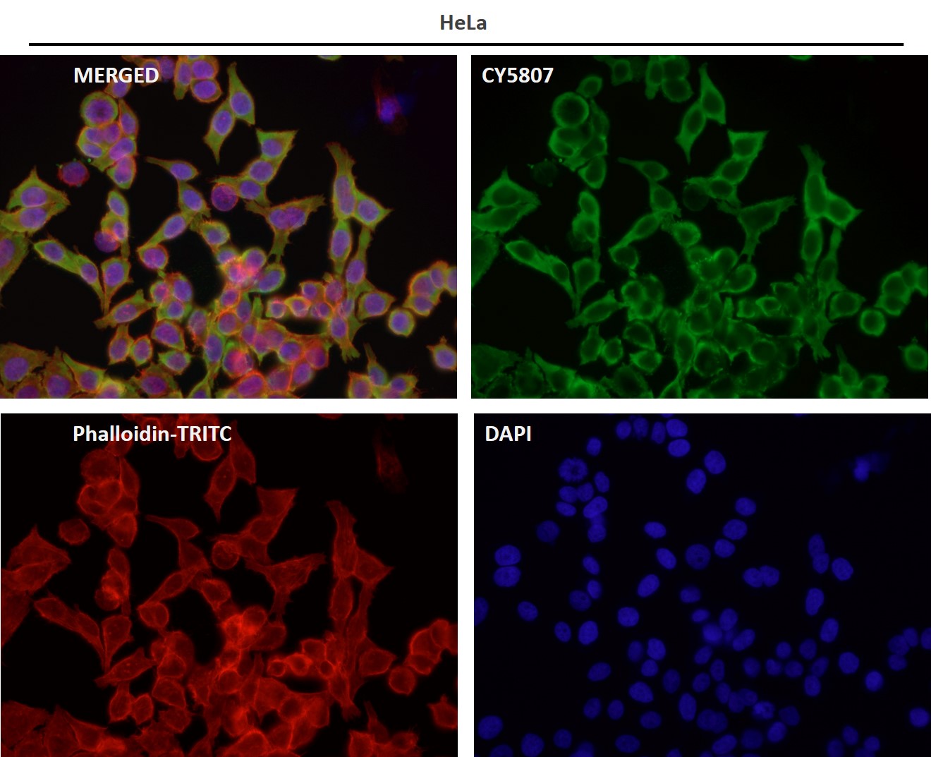 Tissue factor Ab