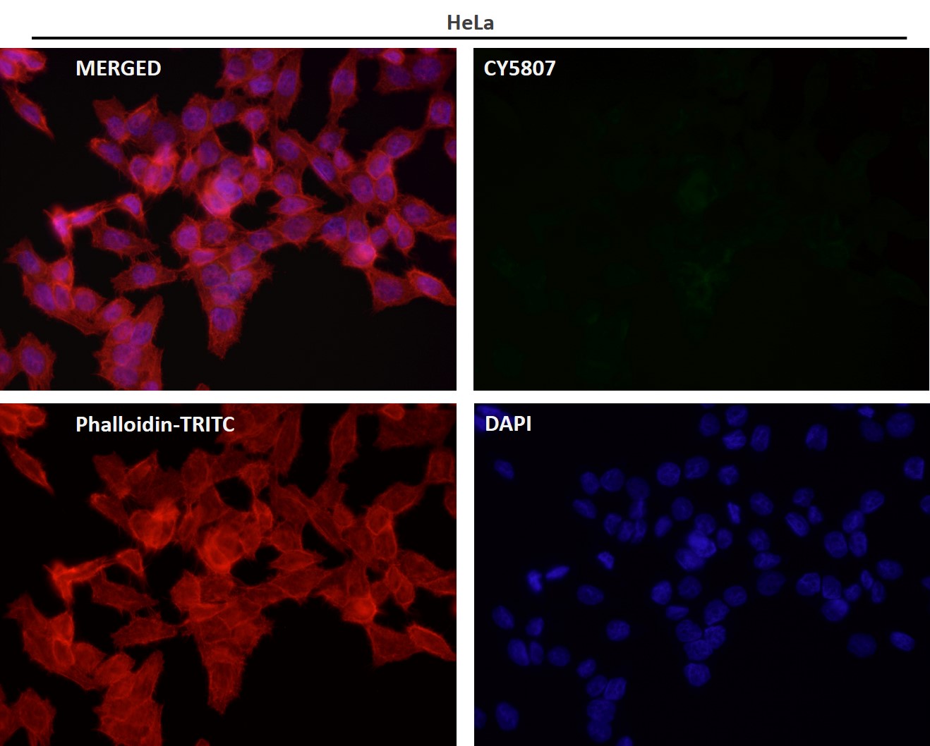 Tissue factor Ab