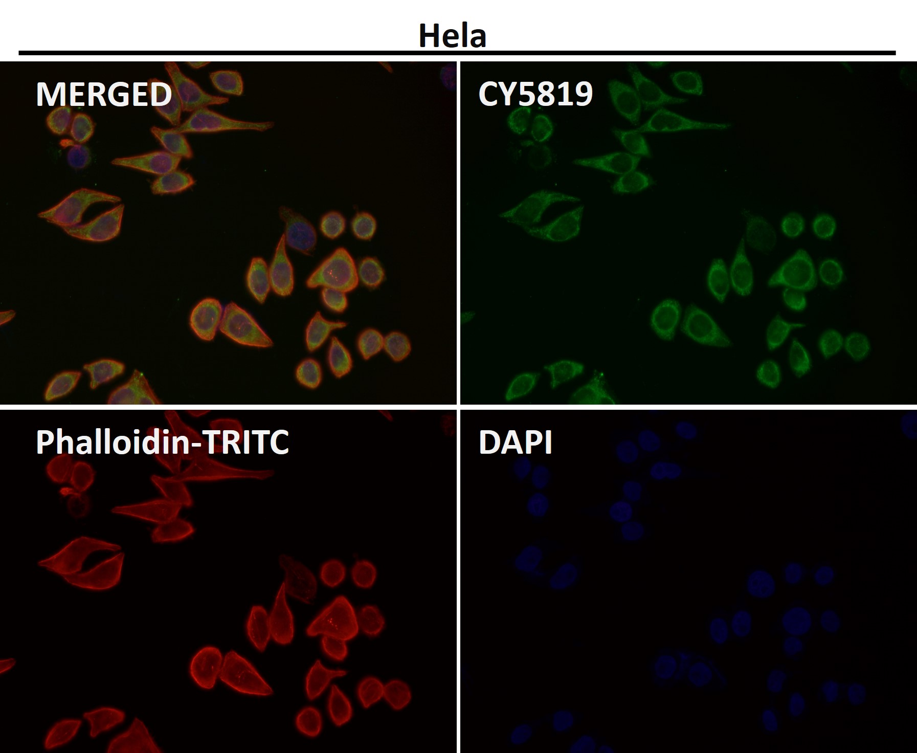 CDK8 Ab