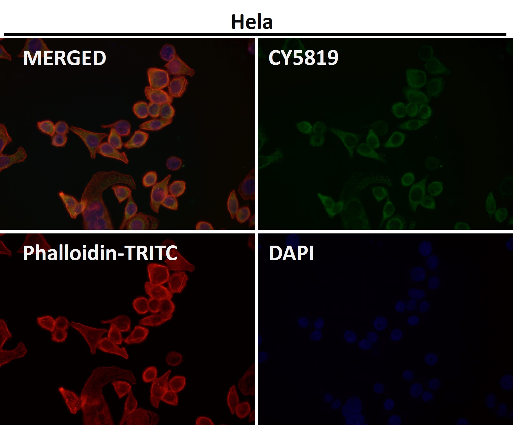 CDK8 Ab