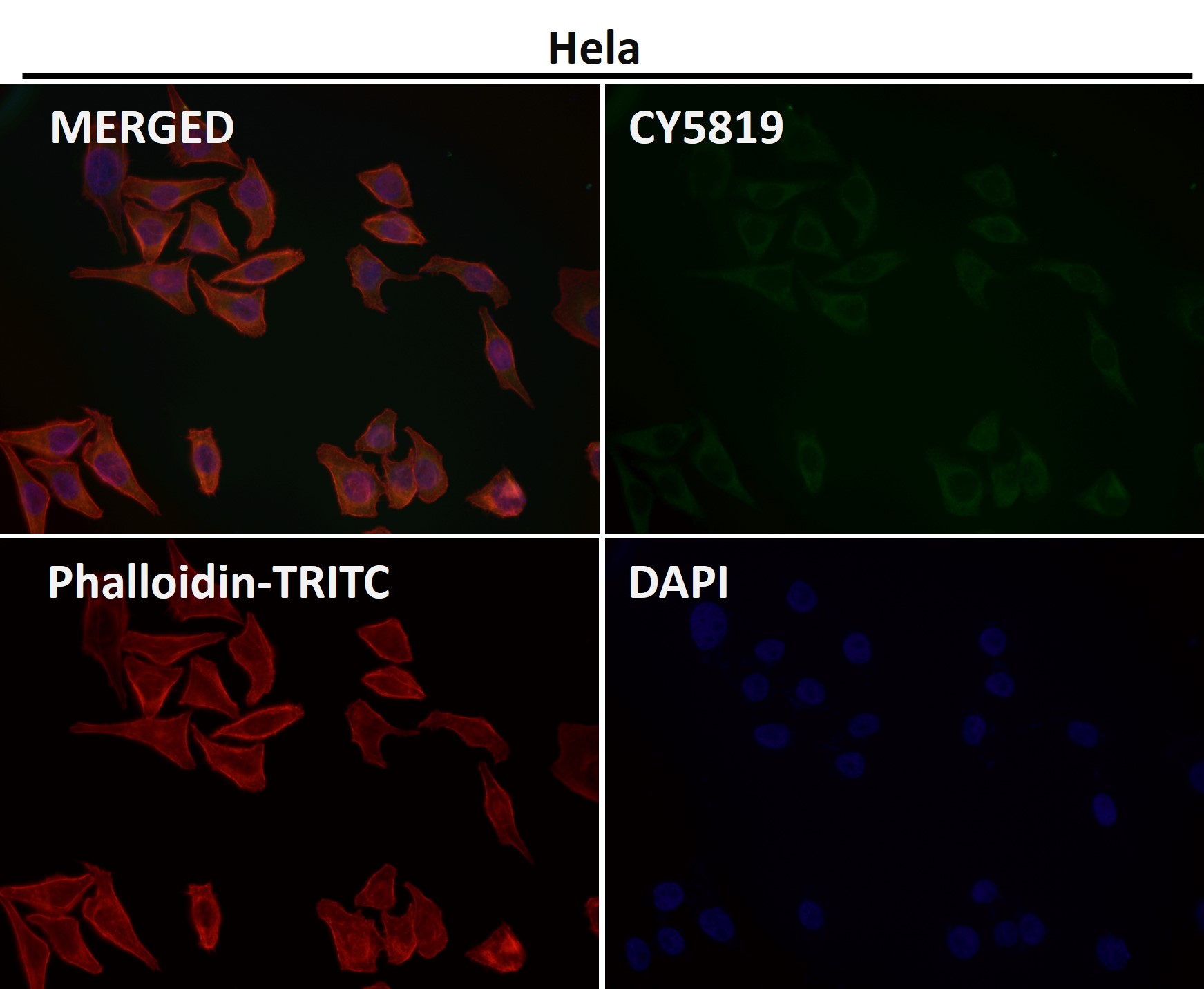 CDK8 Ab