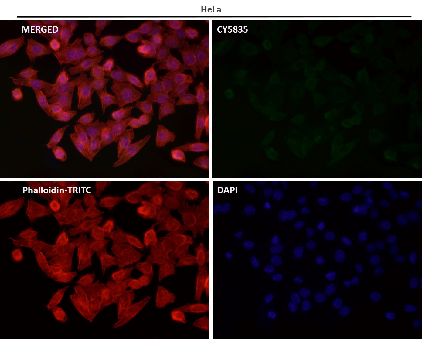 CDK6 Ab